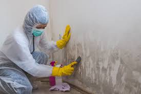 Professional Mold Prevention & Removal  in Zephyrhills South, FL